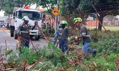 Siembras, educación ambiental y participación comunitaria: así funciona ‘Distrito + Verde’ en los barrios de Cali