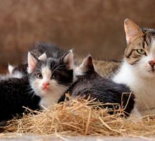 El Día del Gato: la celebración de una revolución silenciosa en nuestros hogares