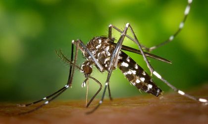Con bacteria combaten zancudos del dengue