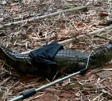 Una babilla será trasladada del humedal Lago de la Babilla al Pacífico