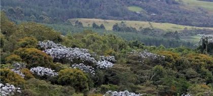 Imagen de  Cornare reincorporó más de siete hectáreas del área protegida Cerros de San Nicolás
