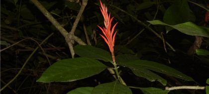 Imagen de  Descubrieron nueva especie de planta en Cerro Tusa, Antioquia