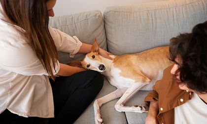 Cómo apoyar emocionalmente a tu perrita durante la crianza de los cachorros
