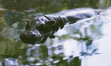 Hipopótamos de Escobar enfrentan deterioro genético