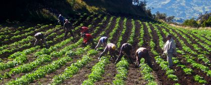 Imagen de  ¡Un pequeño respiro! El precio de la papa comenzó a bajar