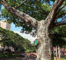 En Cali se buscan BiodiverCiudadanos