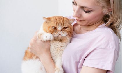 Demencia felina: la enfermedad mental silenciosa en gatos viejos