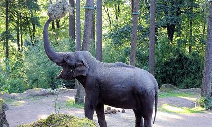Animales que usan herramientas mejor que algunos humanos