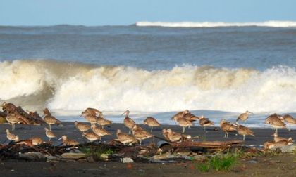 Preocupa declive de aves playeras en el Pacífico