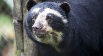 Imagen de  Alarmante panorama: 10 especies emblemáticas están en peligro de extinción en Colombia este año