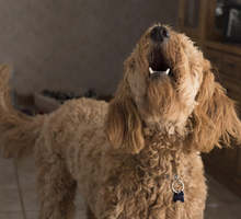 Perros que ladran a rincones vacíos, gatos que observan algo invisible y mascotas que reaccionan antes de una tragedia