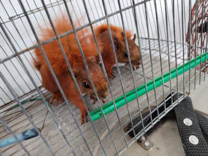 Imagen de  Incautaron 10 animales silvestres en Itagüí: tenían como mascotas a dos ardillas