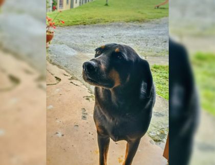Imagen de ¿Quién se está llevando los perritos? Denuncian constante desaparición de caninos en La Unión