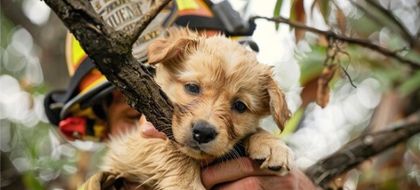Imagen de  Ungrd implementó protocolo para proteger animales en emergencias