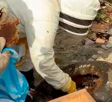 ¡Cuidado con las abejas! Palmira en temporada de enjambrazón, vea cómo actuar