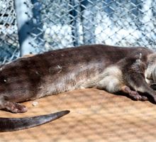 Nutria rescatada en un barrio de Cali no podrá volver a su hábitat natural