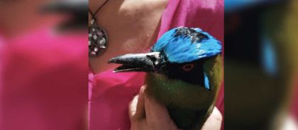 Imagen de  Barranquero atacado a palo en Rionegro fue sometido a cirugía de reconstrucción