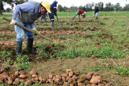 Imagen de Convocatoria para productores de papa de La Unión: podrán acceder a asistencia técnica