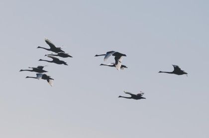 Avalancha de cisnes negros y rinocerontes grises