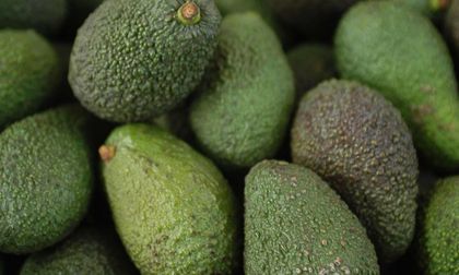 Falta poco para la 2da Feria de Agronegocios para la Exportación de Aguacate Hass