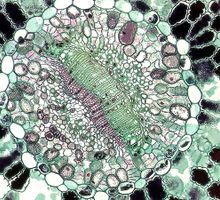 Descubren degradación de proteínas sin gastar energía