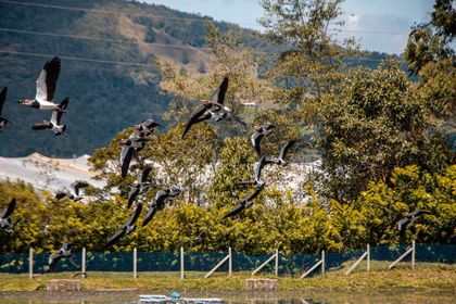 Imagen de  En la PTAR de La Ceja han sido avistadas 38 especies de aves, incluyendo una casi endémica