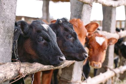 Imagen de  Colombia exportará carne bovina a El Salvador: ya suscribieron el acuerdo internacional