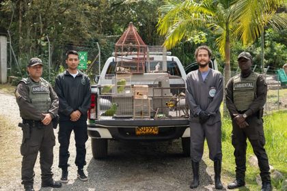 Imagen de  Ocho aves víctimas de tráfico ilegal fueron incautadas en Guarne y serán rehabilitadas por Cornare