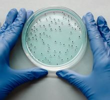 MitoCatch, un GPS celular que dirige mitocondrias sanas hacia células dañadas