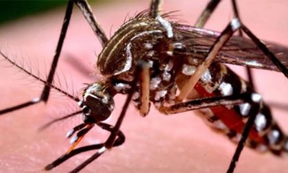 Guerra contra el dengue continúa en el Valle