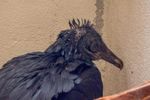 Imagen de ¡Reprochable! Un gallinazo fue atacado con aceite caliente en Antioquia. Sufrió quemaduras y daño en su plumaje
