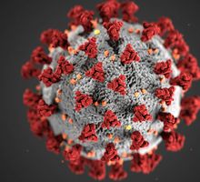Con enzima buscan frenar la propagación de los coronavirus