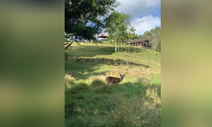 Imagen de  Aumenta el avistamiento de animales silvestres en zonas pobladas del Altiplano