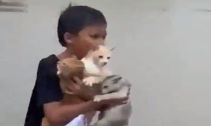 Video: niño rescató a varios gatos en medio de inundación