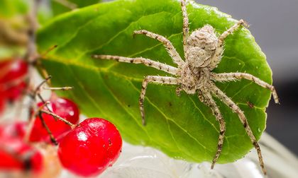 Cómo eliminar las arañas de tu casa de manera natural y efectiva