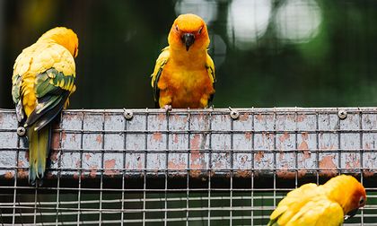 ¿Es bueno o malo tener aves de jaula en tu casa?