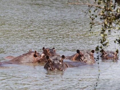 Imagen de En Doradal estarían vendiendo crías de hipopótamos