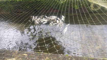 Imagen de Fuertes lluvias afectaron una truchera en El Carmen; más de 20.000 peces murieron