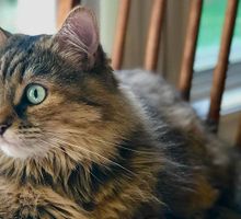 Alerta mundial por la panleucopenia felina: Colombia prende las alarmas y adelanta monitoreos