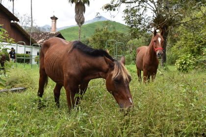 Imagen de Dos caballos que eran utilizados en carrozas turísticas en Cartagena fueron adoptados por la Universidad de Antioquia