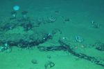 Imagen de Hallan el mayor y más profundo cementerio de ballenas con restos de 5,3 millones de años