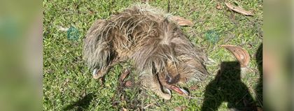 Imagen de #DéjalosCruzar: perezoso murió arrollado por un vehículo en la vía La Ceja-La Unión