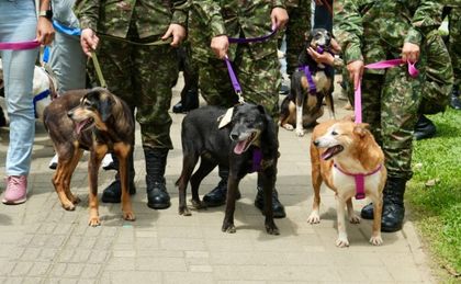 Imagen de  Durante la primera jornada de adopción en Medellín, 50 gatos y perros encontraron un hogar; la mayoría eran «viejitos»