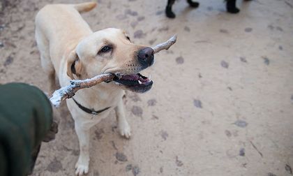 Juegos y actividades para reducir la agresividad en perros