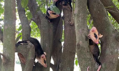 Llamado a proteger las zarigüeyas