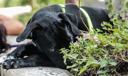 Crecen los casos de mascotas abandonadas frente al Centro de Bienestar Animal en Cali