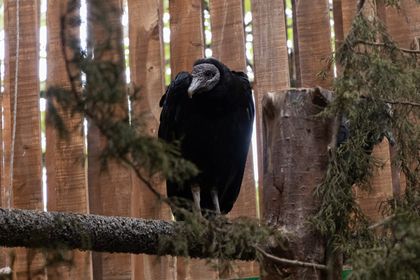Imagen de  Un gallinazo sobrevivió al envenenamiento masivo de 19 de estas aves en Guarne en 2024