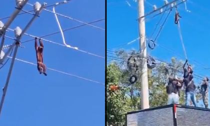 Video: Comunidad rescató a un mono aullador que se sostenía del cableado eléctrico