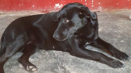 Imagen de Veterinario es judicializado por presunta eutanasia sin justificación a canina embarazada