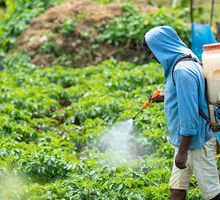 Cauca en alerta por reinicio de aspersiones